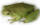 Жаба